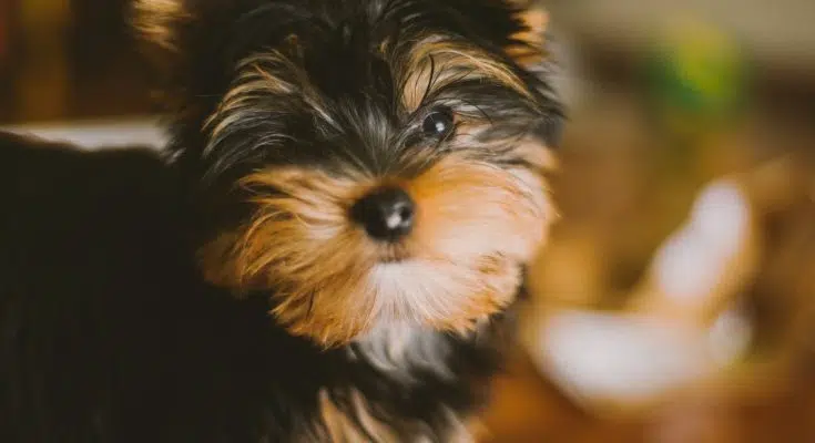Quel petit chien adopter ?