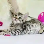 un chaton