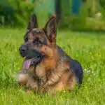 berger allemand