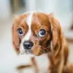 Un chien marron et blanc