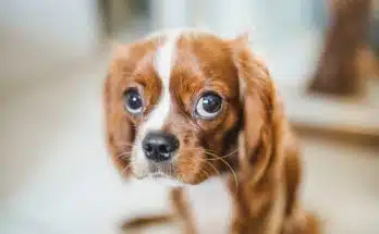 Un chien marron et blanc