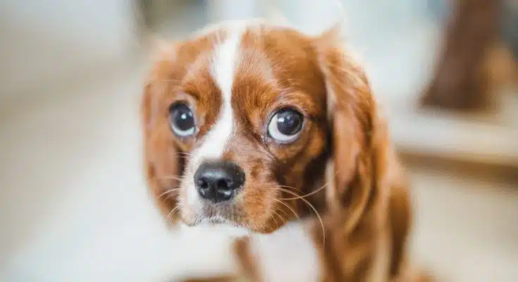 Un chien marron et blanc