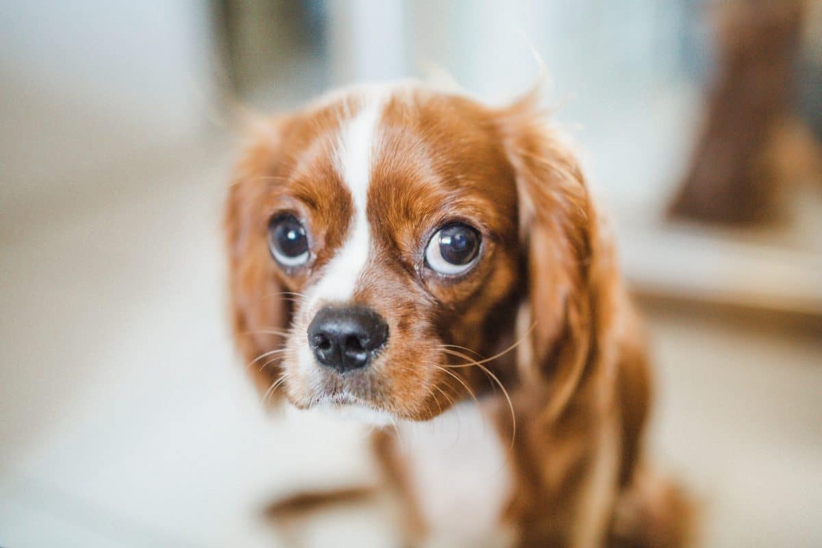 Un chien marron et blanc