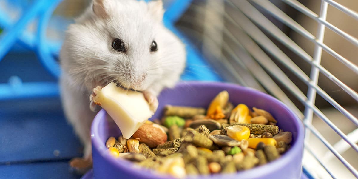 Que mange un Hamster : tout sur son alimentation