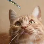 CBD pour les chats
