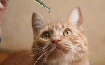 CBD pour les chats