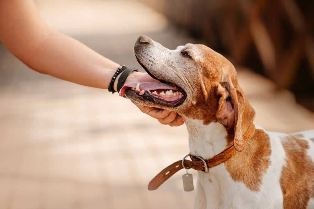 Les petits cadeaux à offrir à son chien - British & Co