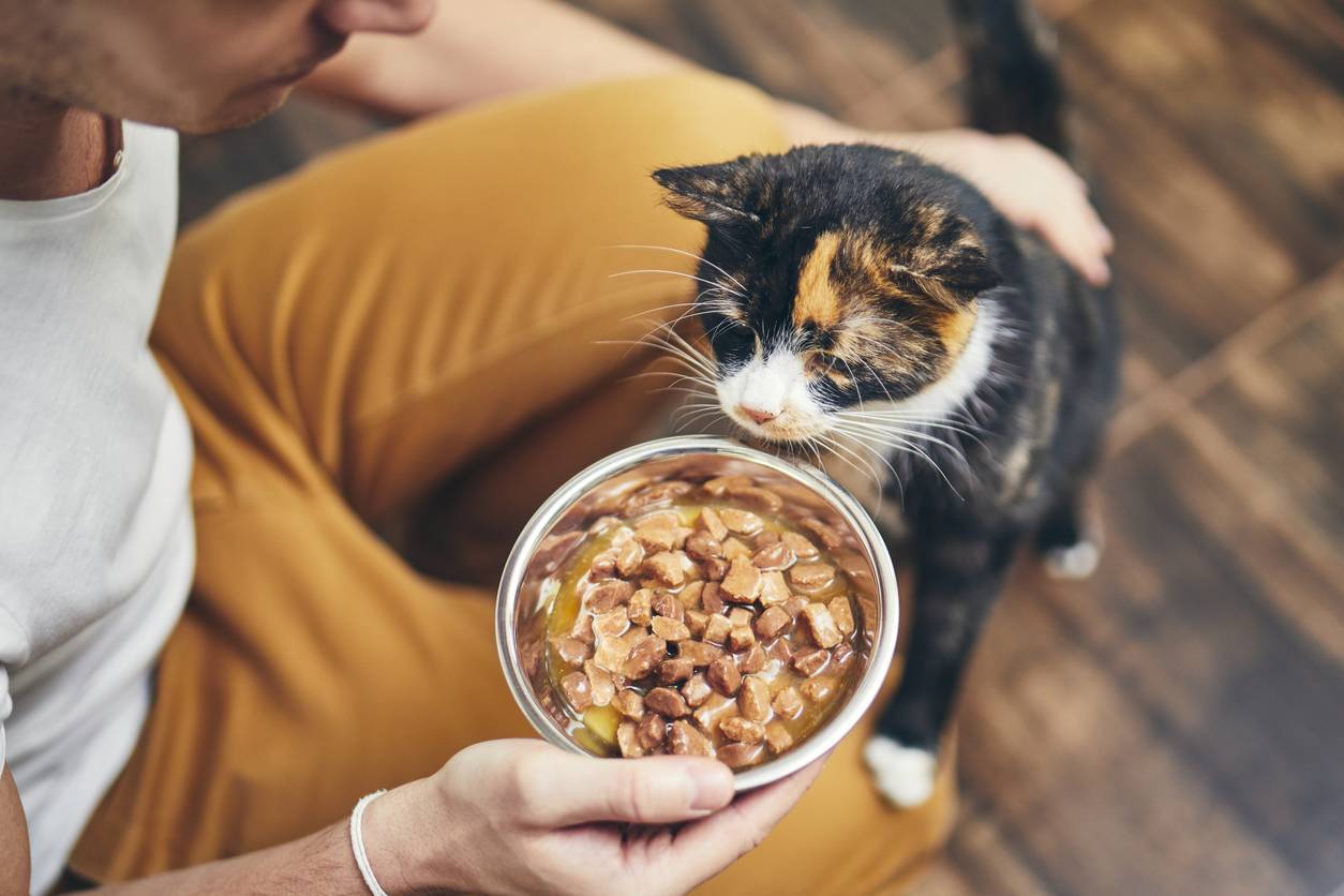 CHAT ALIMENTATION SAINE