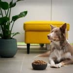 Comment nourrir son chien ou son chat pour qu'il soit en bonne santé ?