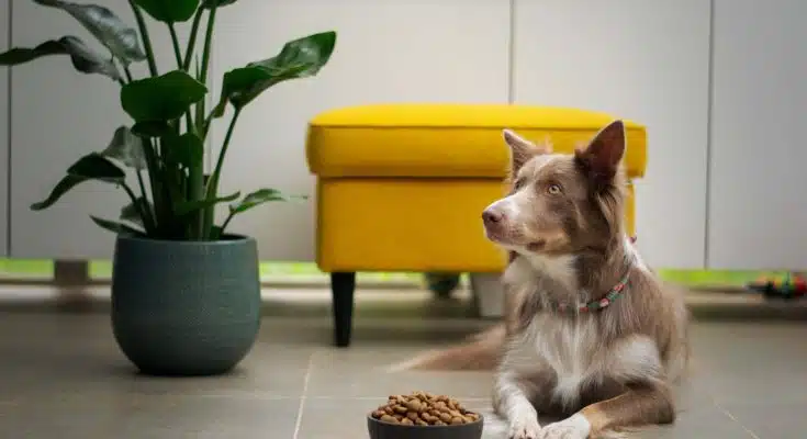 Comment nourrir son chien ou son chat pour qu'il soit en bonne santé ?