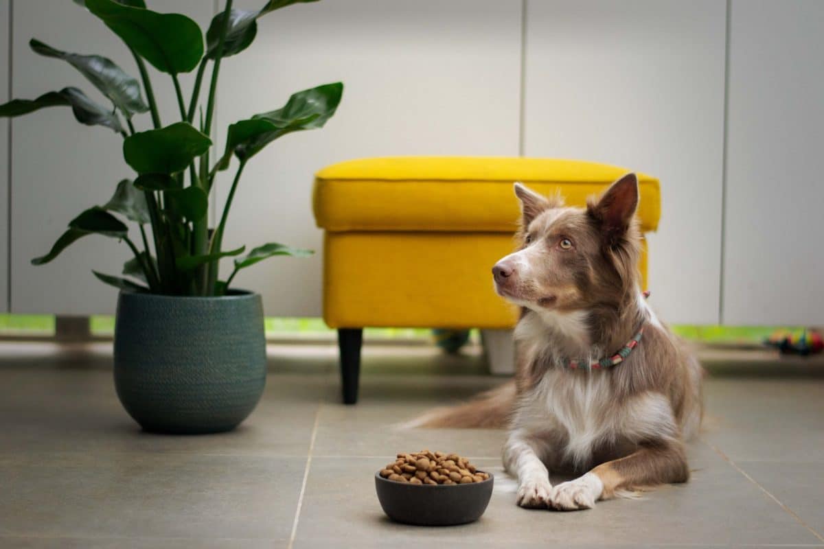 Comment nourrir son chien ou son chat pour qu'il soit en bonne santé ?