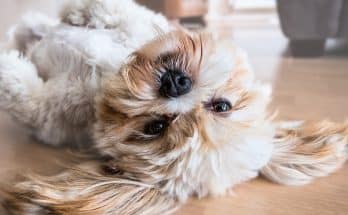 La poussette est idéale pour promener les vieux chiens