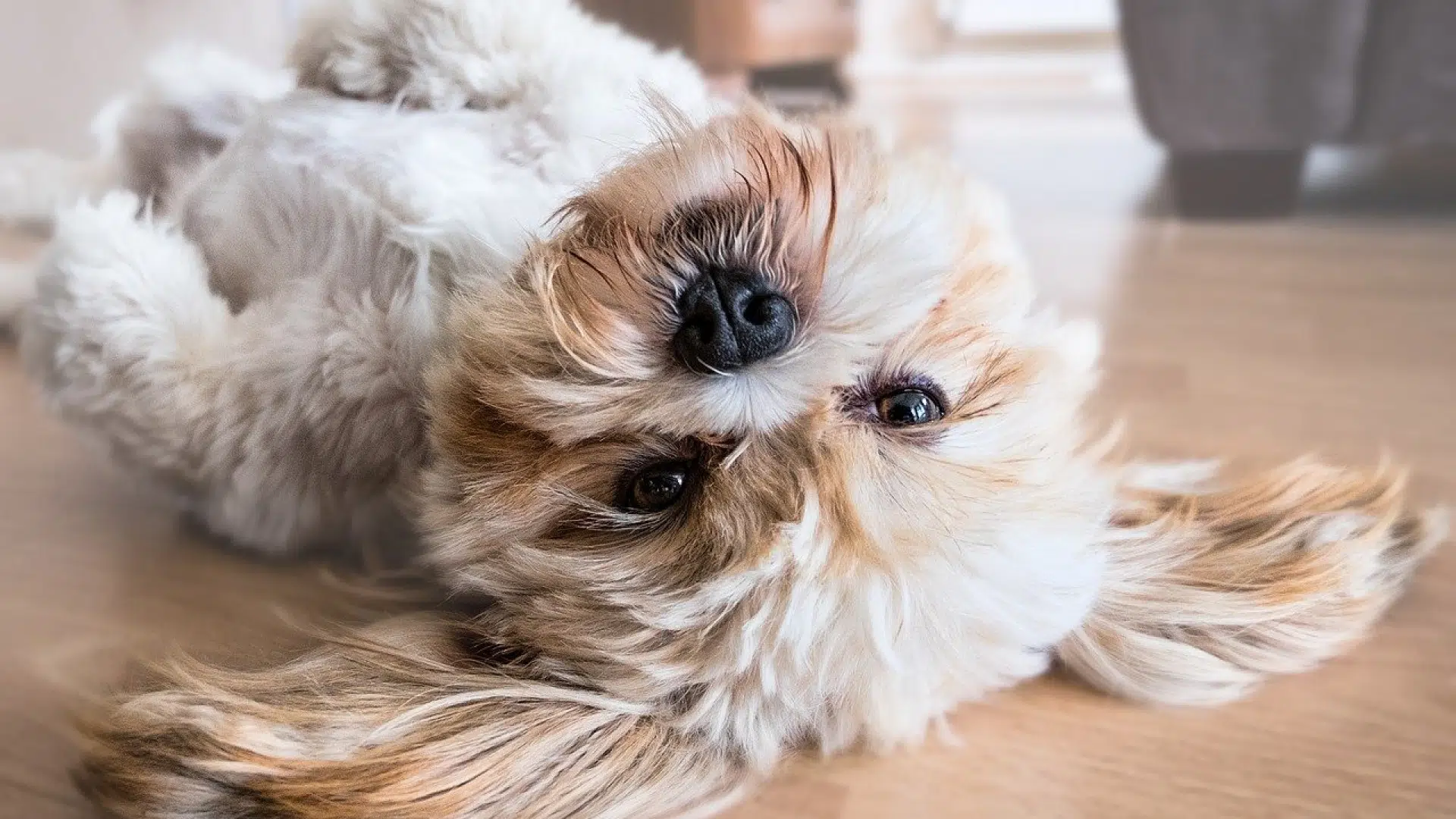 La poussette est idéale pour promener les vieux chiens