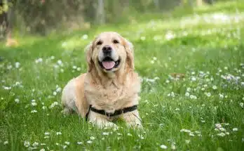 À quoi sert une promenade éducative pour son chien ?