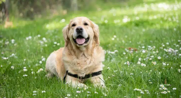 À quoi sert une promenade éducative pour son chien ?
