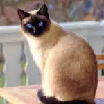 Les pâtées pour chat : l'alimentation à offrir à votre tigre de salon