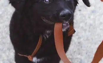 dog biting brown leash