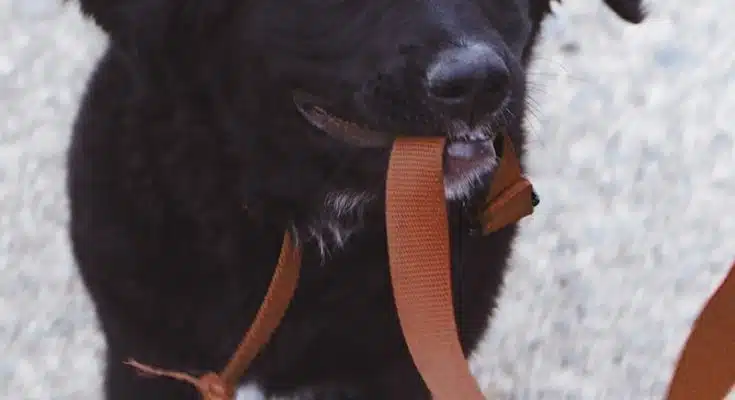 dog biting brown leash