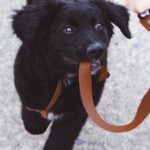 dog biting brown leash