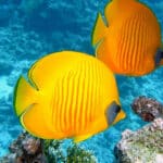 L’importance d’avoir un bon filtre pour son bassin