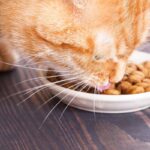 nourriture chats