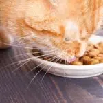 nourriture chats