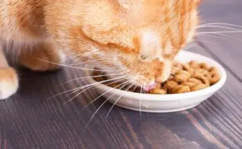 nourriture chats