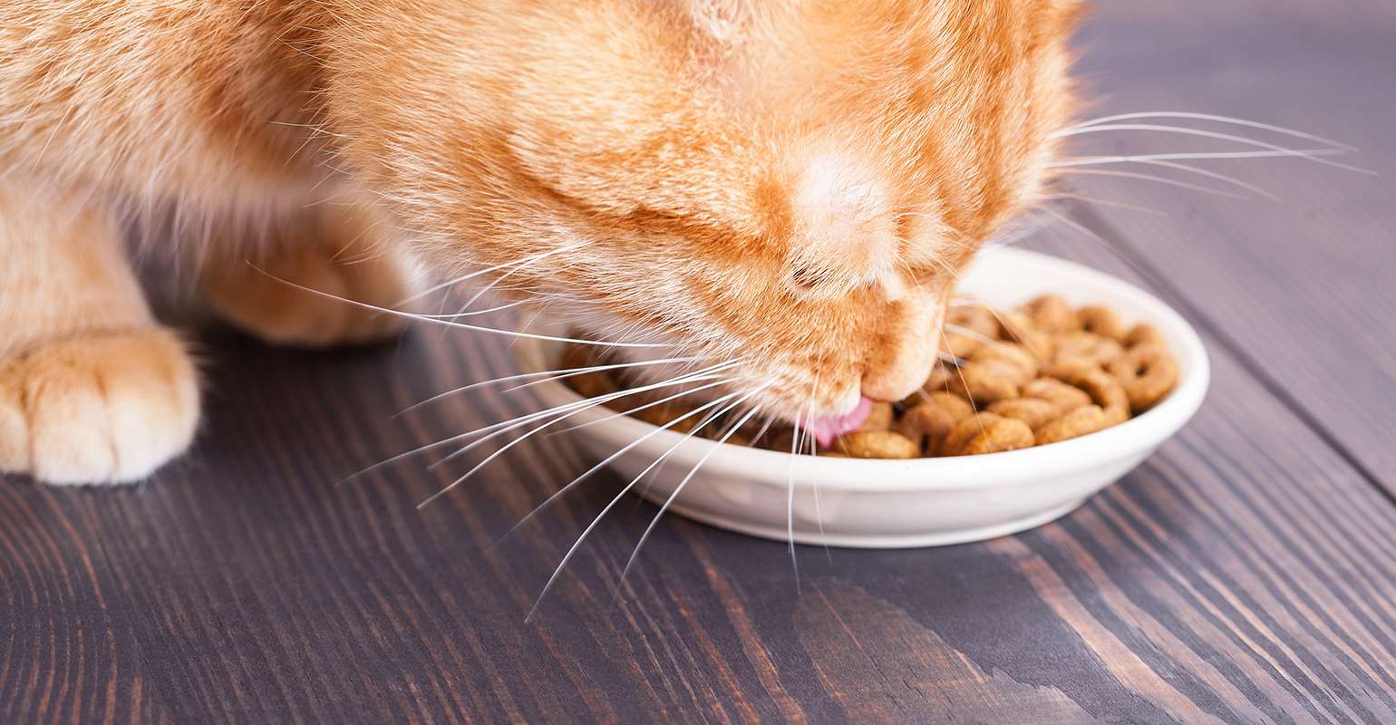 Quelques conseils pour choisir des aliments pour chats