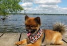 Où acheter un chien de race Pomsky ?