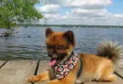 Où acheter un chien de race Pomsky ?