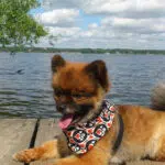 Où acheter un chien de race Pomsky ?