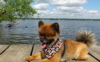 Où acheter un chien de race Pomsky ?
