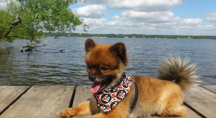 Où acheter un chien de race Pomsky ?