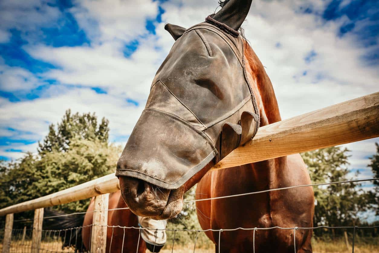 accessoires en textile pour les chevaux