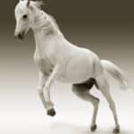 Pourquoi donner des granulés aux chevaux ?