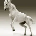 Pourquoi donner des granulés aux chevaux ?