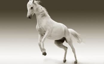 Pourquoi donner des granulés aux chevaux ?