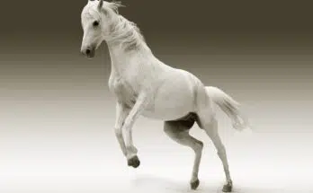 Pourquoi donner des granulés aux chevaux ?