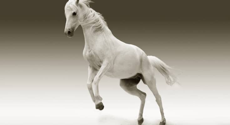 Pourquoi donner des granulés aux chevaux ?