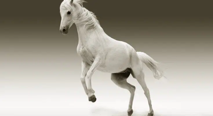 Pourquoi donner des granulés aux chevaux ?