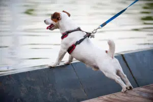 préférer le harnais au collier pour son chien