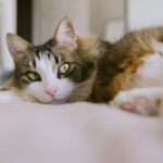 prendre soin de votre chat au quotidien 1