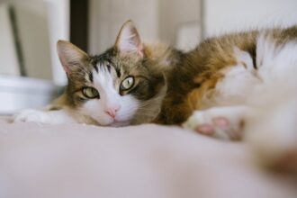 prendre soin de votre chat au quotidien 1