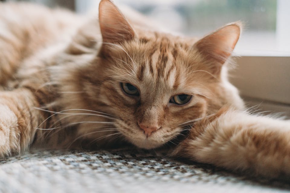 prendre soin de votre chat au quotidien 2