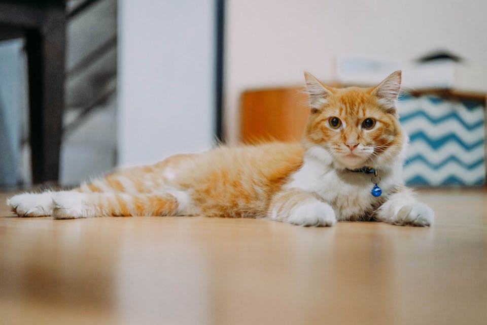 prendre soin de votre chat au quotidien 1