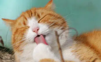 Quelles friandises peut-on donner à son chat ?