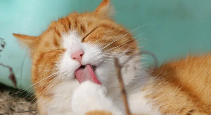 Quelles friandises peut-on donner à son chat ?