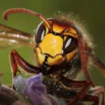 Quels avantages à contacter une entreprise de désinsectisation ?