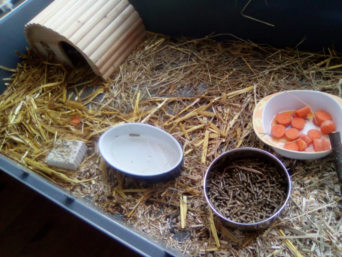 Quelques conseils pour bien nourrir votre cochon d