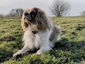 white and brown long coated dog on green grass field during daytime